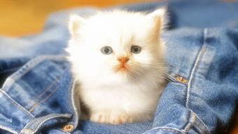 娱乐吃瓜君罗小猫  第2张